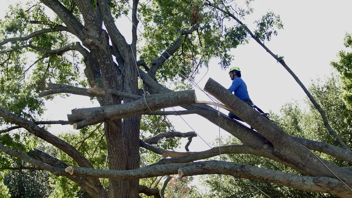 Professional Crown Thinning performed by certified arborists in New Bedford